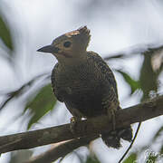 Buff-rumped Woodpecker