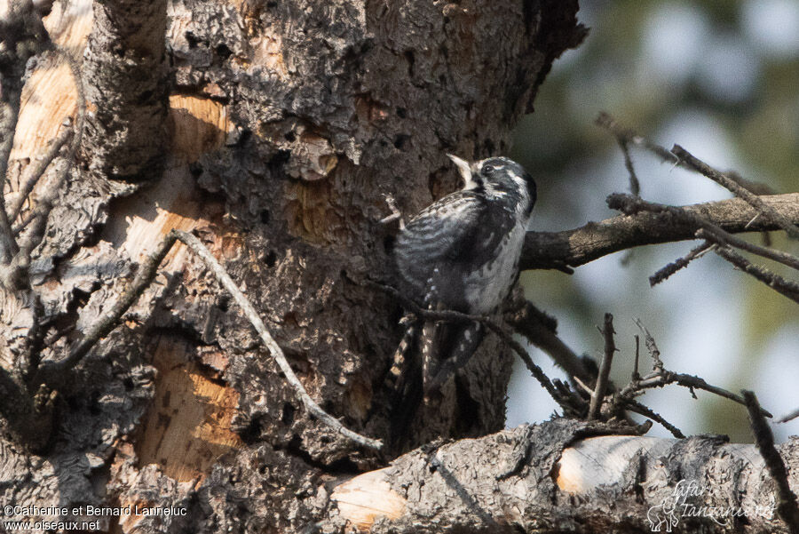 Eurasian Three-toed Woodpecker female adult