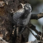 Eurasian Three-toed Woodpecker