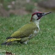 European Green Woodpecker