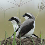 Grey-backed Fiscal