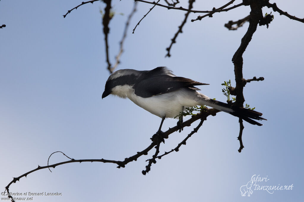 Grey-backed Fiscaladult, identification