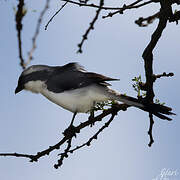 Grey-backed Fiscal