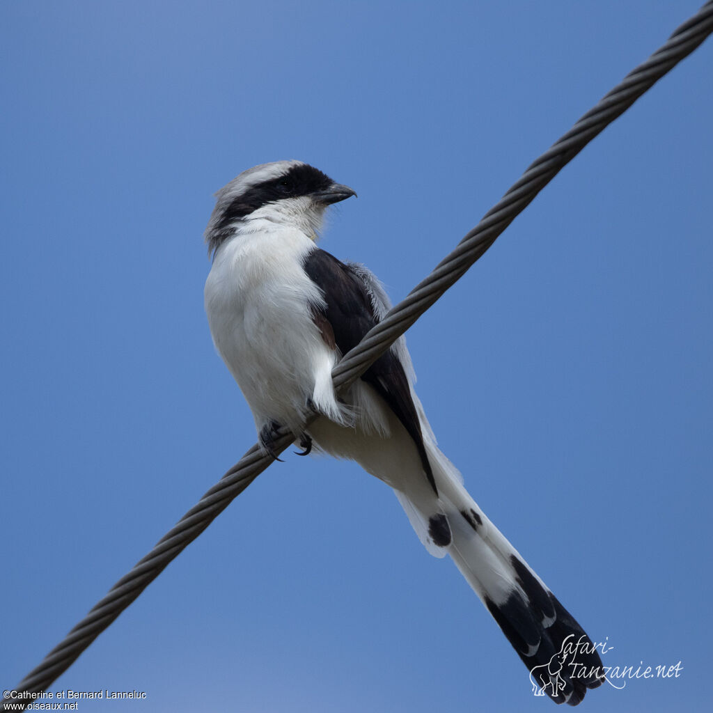 Grey-backed Fiscaladult