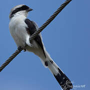 Grey-backed Fiscal