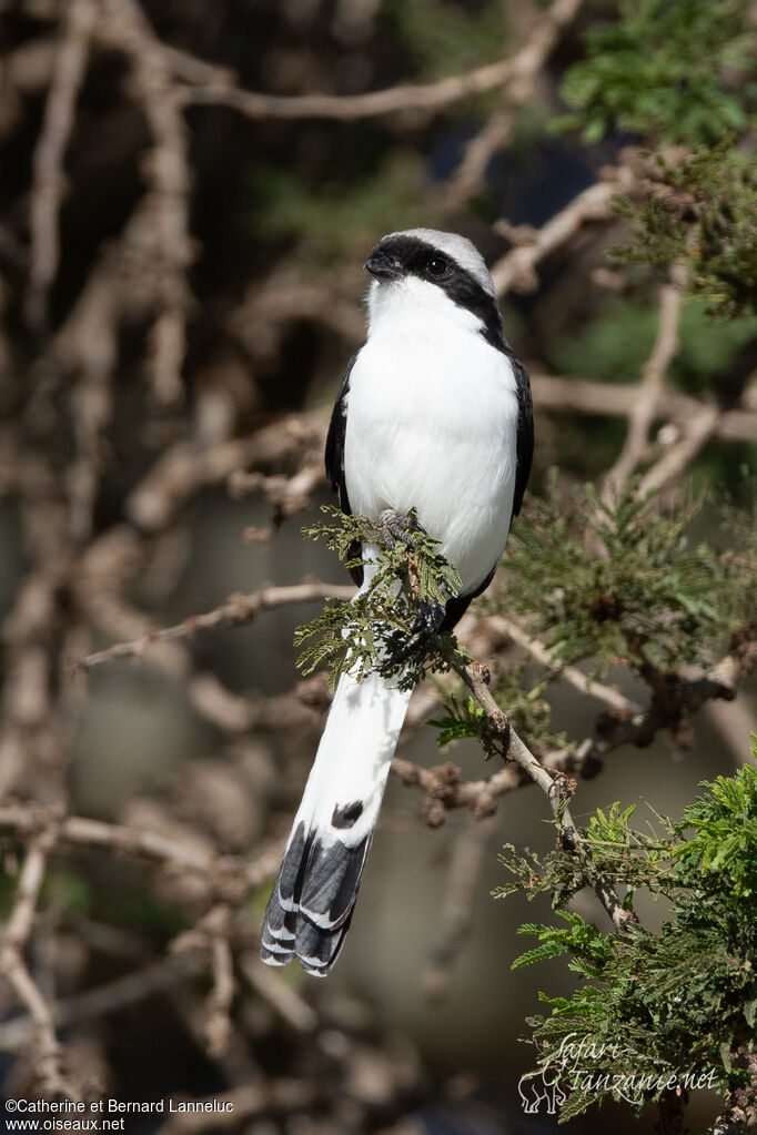 Grey-backed Fiscaladult