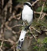 Grey-backed Fiscal