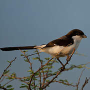 Long-tailed Fiscal