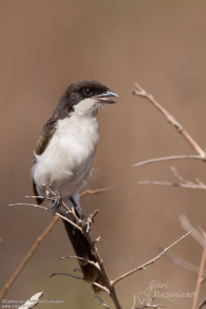 Long-tailed Fiscaladult, identification