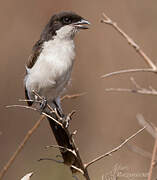 Long-tailed Fiscal