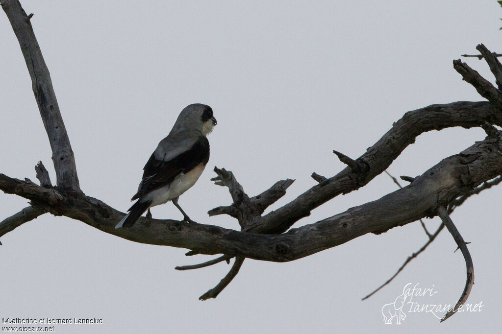 Lesser Grey Shrike male adult