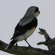 Lesser Grey Shrike