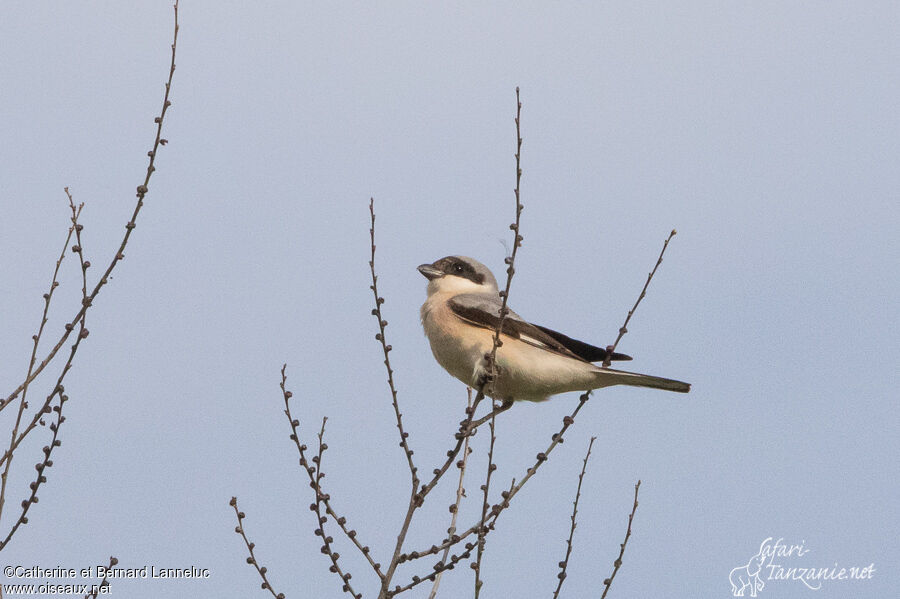 Lesser Grey Shrikeadult