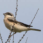 Lesser Grey Shrike