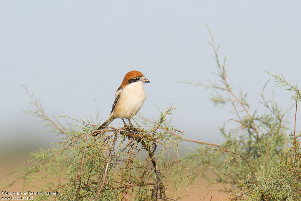 Woodchat Shrike