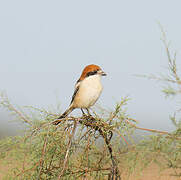 Woodchat Shrike