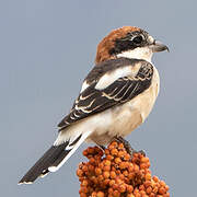 Woodchat Shrike