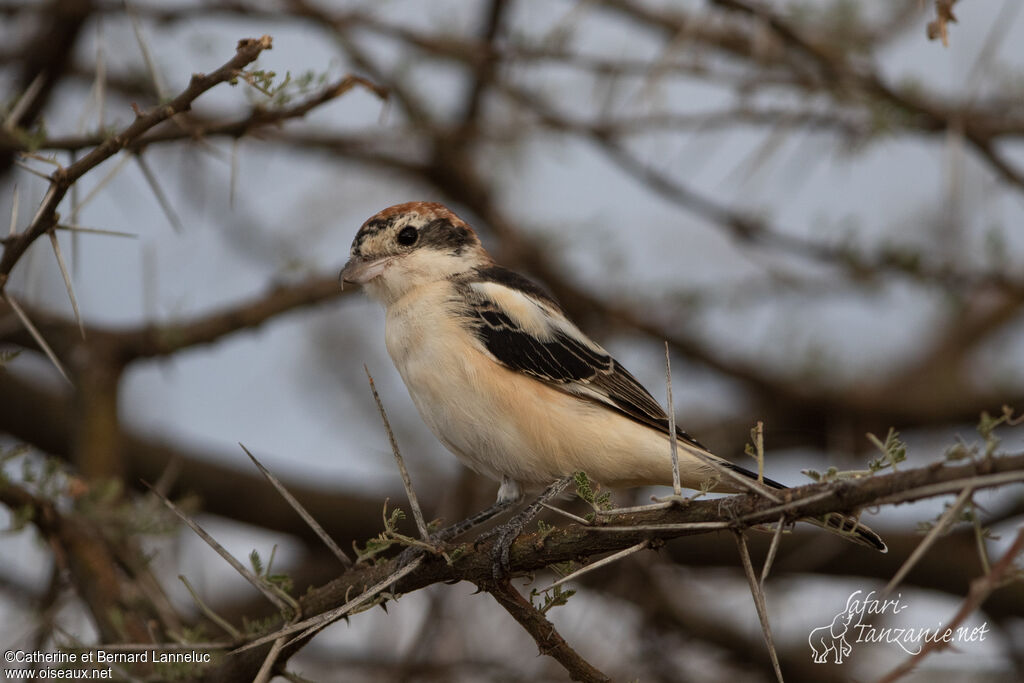 Woodchat Shrikesubadult, identification