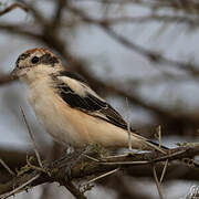 Woodchat Shrike