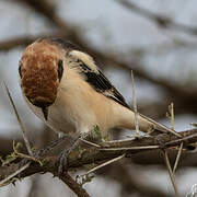 Woodchat Shrike