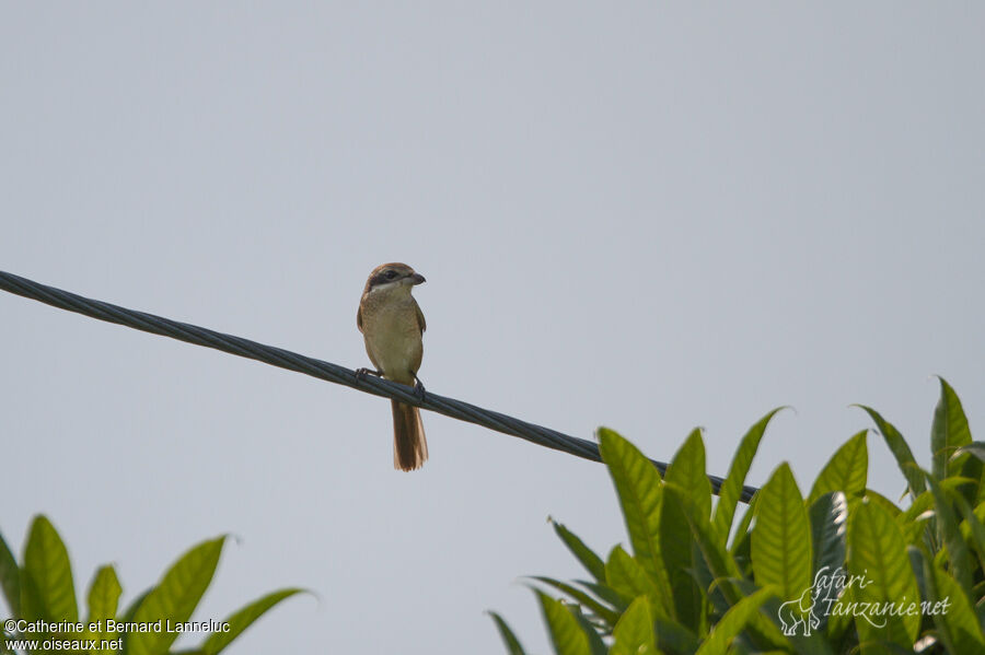 Brown Shrikeadult