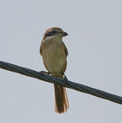 Brown Shrike