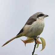 Brown Shrike