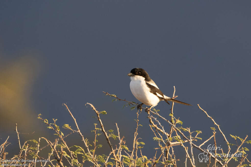 Pie-grièche de Somalieadulte, identification