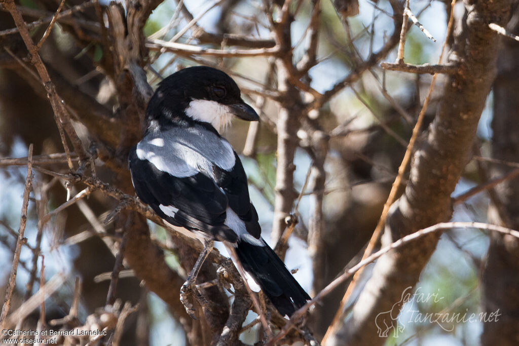 Taita Fiscaladult