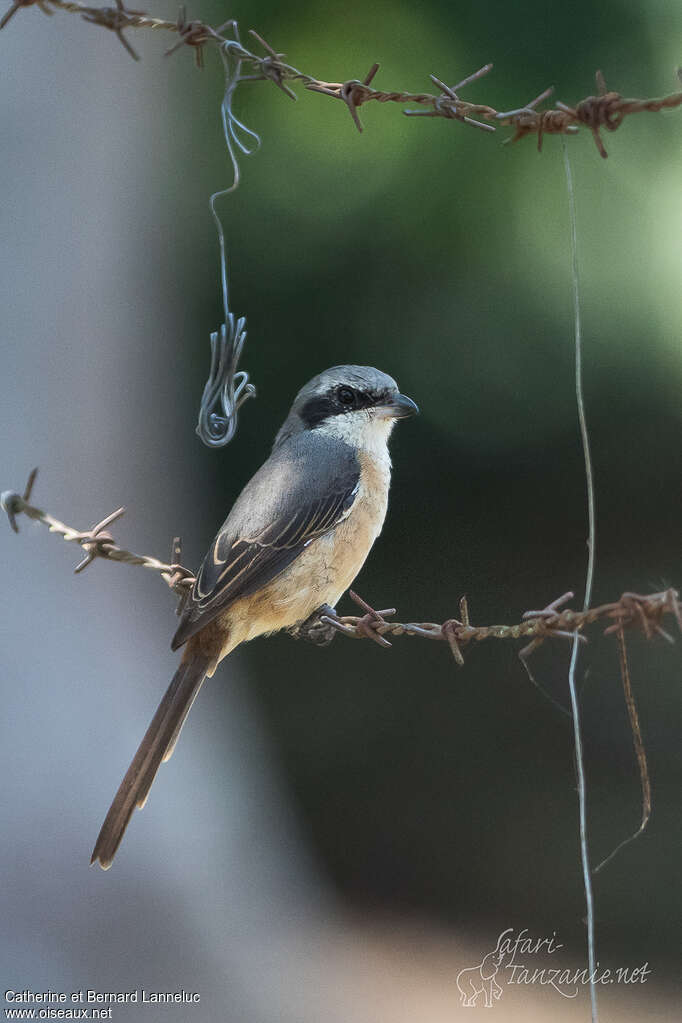 Grey-backed Shrikesubadult, identification