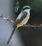 Grey-backed Shrike