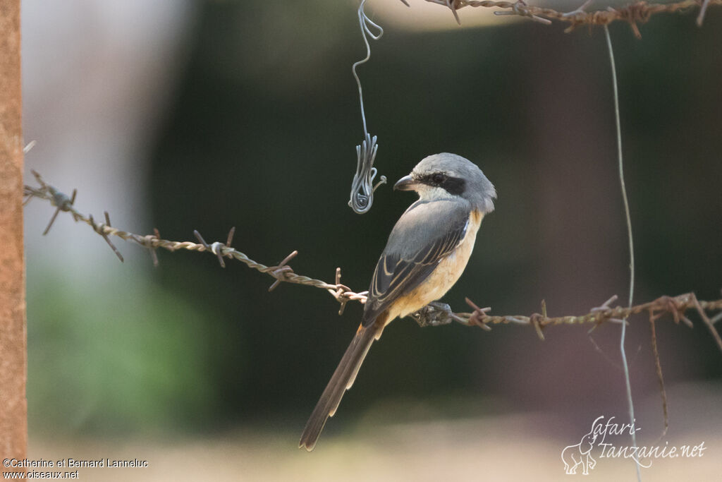 Grey-backed Shrike, identification