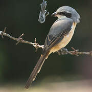 Grey-backed Shrike