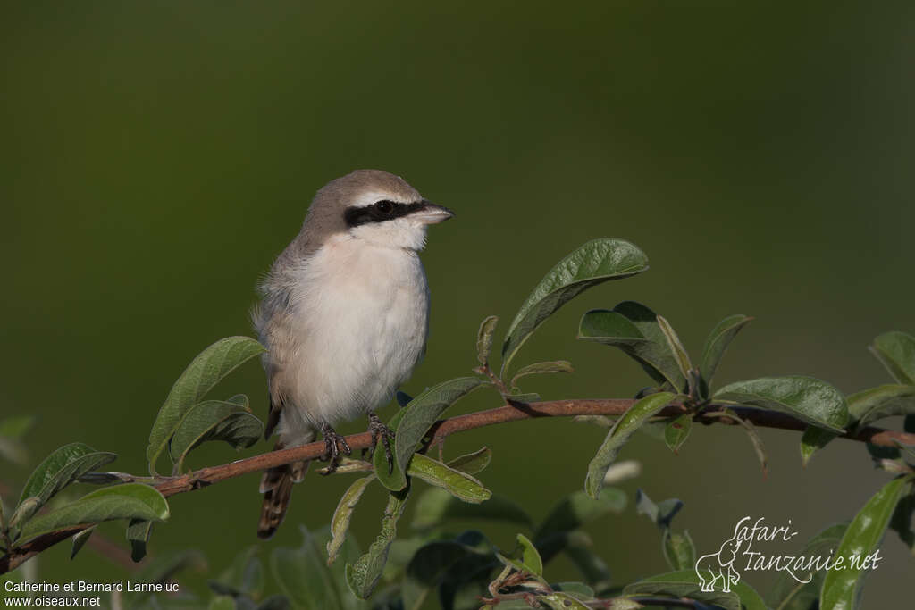 Red-tailed Shrike male adult, close-up portrait