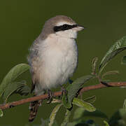 Red-tailed Shrike