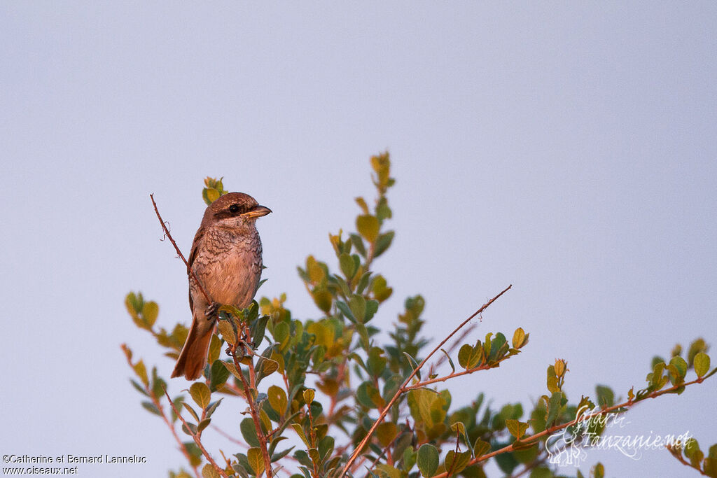 Red-backed Shrike