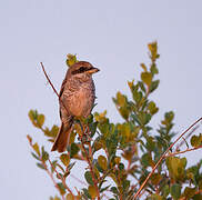 Red-backed Shrike