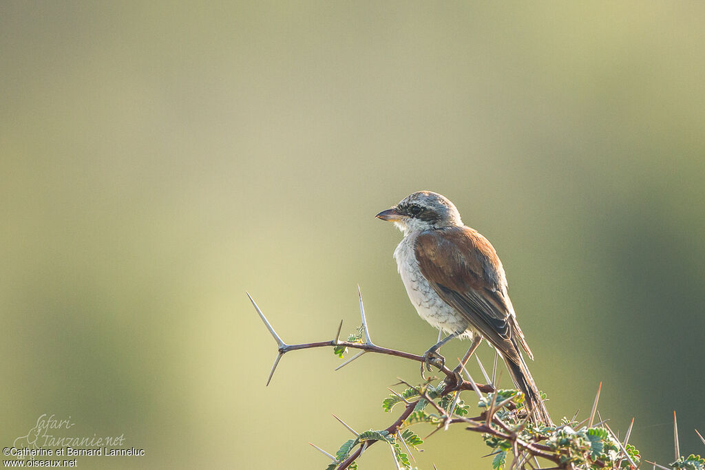 Pie-grièche écorcheurjuvénile, identification