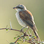 Red-backed Shrike