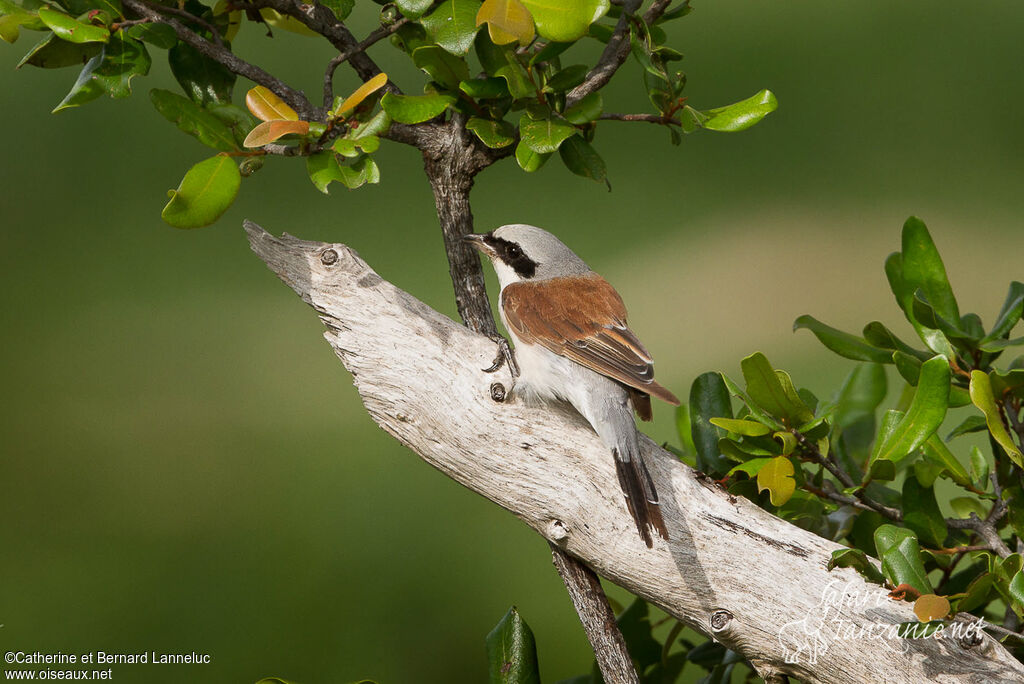 Red-backed Shrike male adult