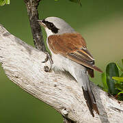 Red-backed Shrike