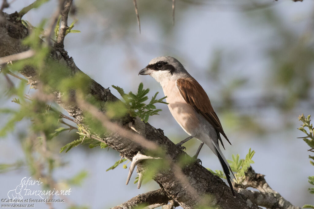 Pie-grièche écorcheur mâle adulte, identification