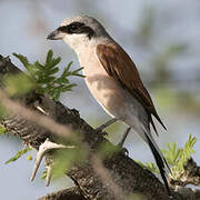 Red-backed Shrike