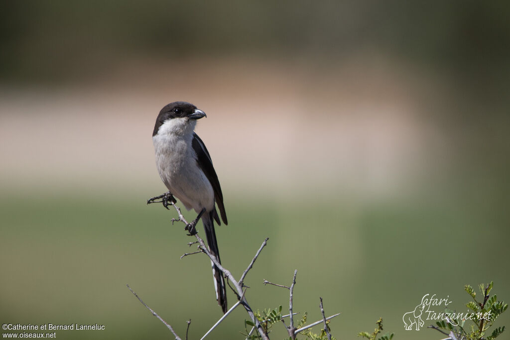 Southern Fiscaladult, identification