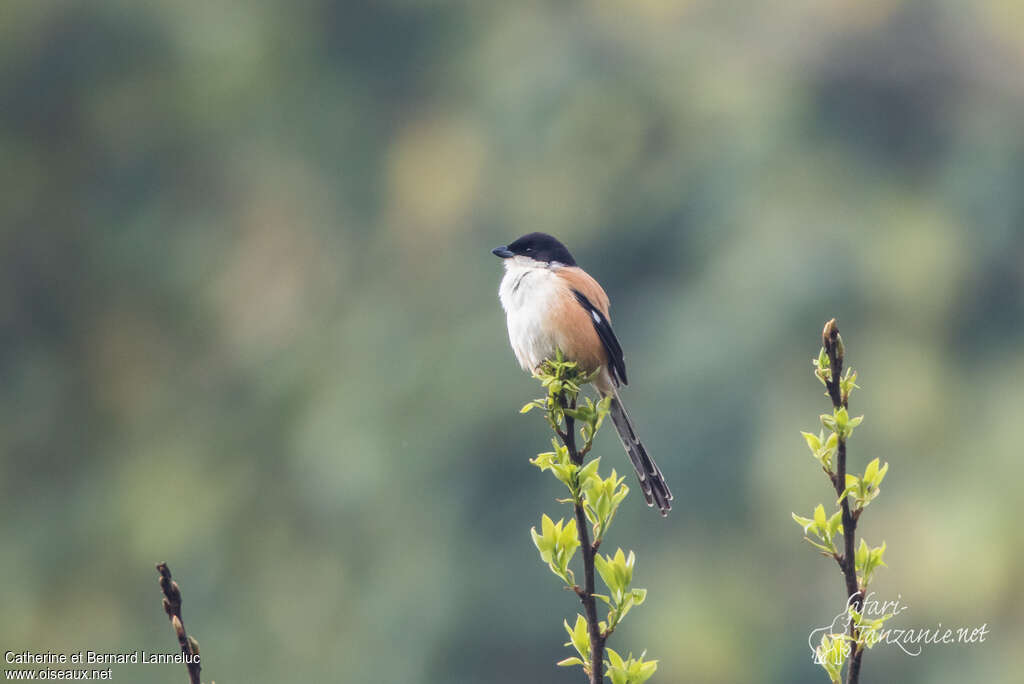 Pie-grièche schachadulte, identification