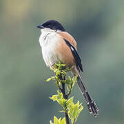 Long-tailed Shrike