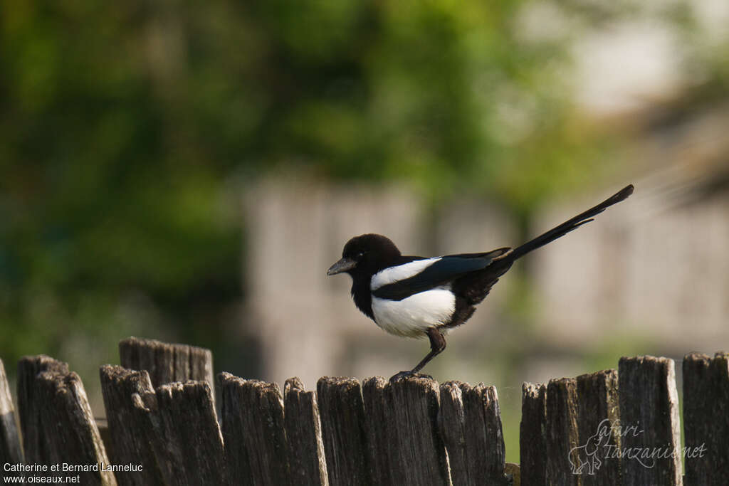 Eurasian Magpieadult, Behaviour