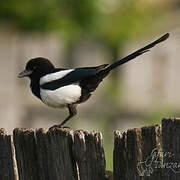 Eurasian Magpie