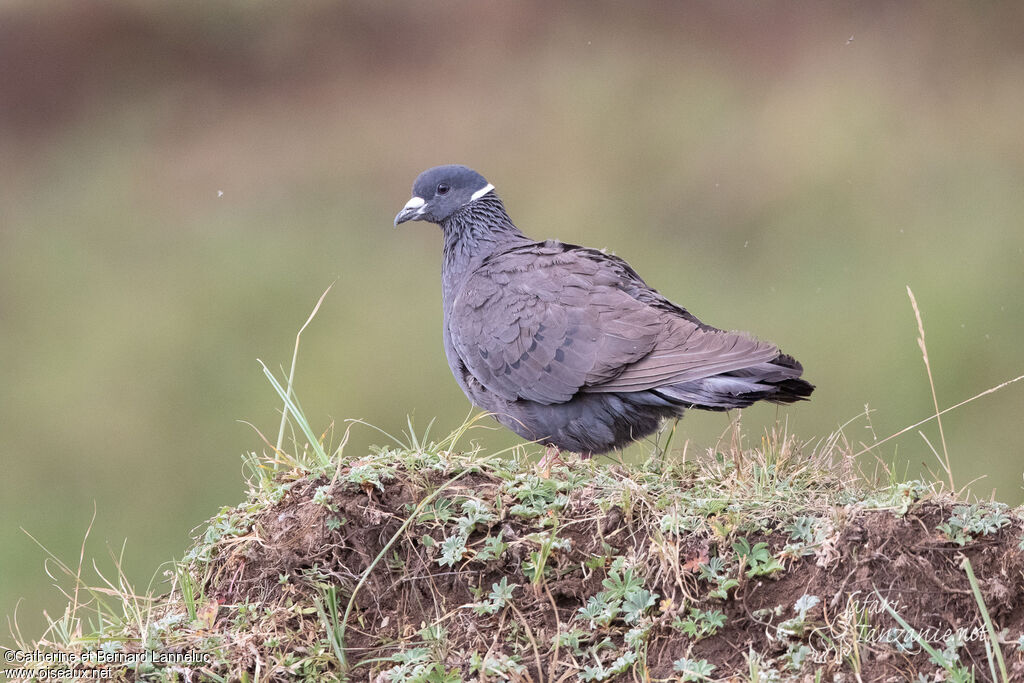 Pigeon à collier blancadulte, identification