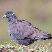 White-collared Pigeon